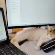 Gatinha - 10 meses - FeLV+ procura uma família