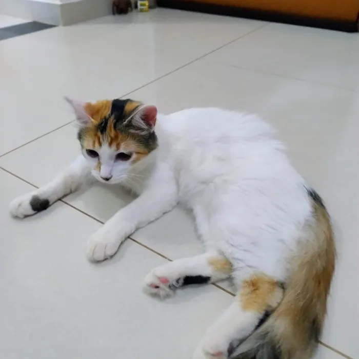 Gato ra a SRD-ViraLata idade 7 a 11 meses nome Gatinha - 10 meses - FeLV+ procura uma família