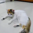 Gatinha - 10 meses - FeLV+ procura uma família
