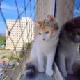 Gatinha - 10 meses - FeLV+ procura uma família