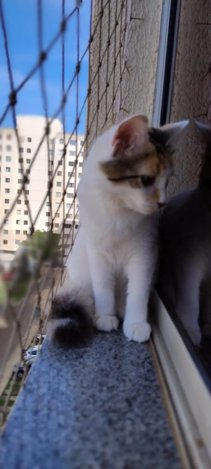 Gato ra a SRD-ViraLata idade 7 a 11 meses nome Gatinha - 10 meses - FeLV+ procura uma família