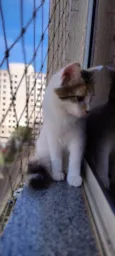 Gatinha - 10 meses - FeLV+ procura uma família