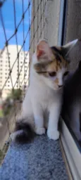 Gatinha - 10 meses - FeLV+ procura uma família