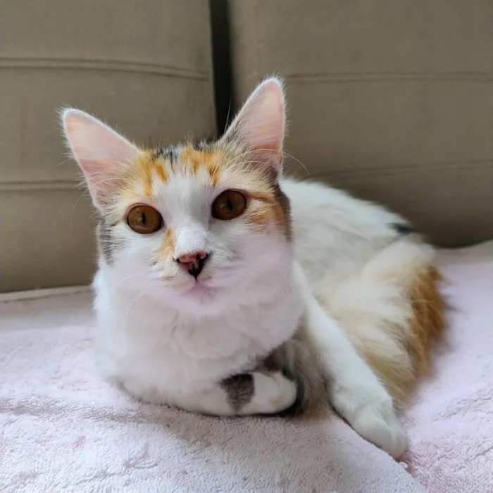 Gato ra a SRD-ViraLata idade 7 a 11 meses nome Gatinha - 10 meses - FeLV+ procura uma família