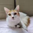 Gatinha - 10 meses - FeLV+ procura uma família