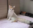 Gatinha - 10 meses - FeLV+ procura uma família