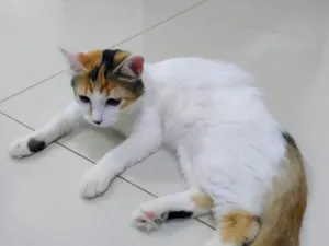 Gato raça SRD-ViraLata idade 7 a 11 meses nome Gatinha - 10 meses - FeLV+ procura uma família