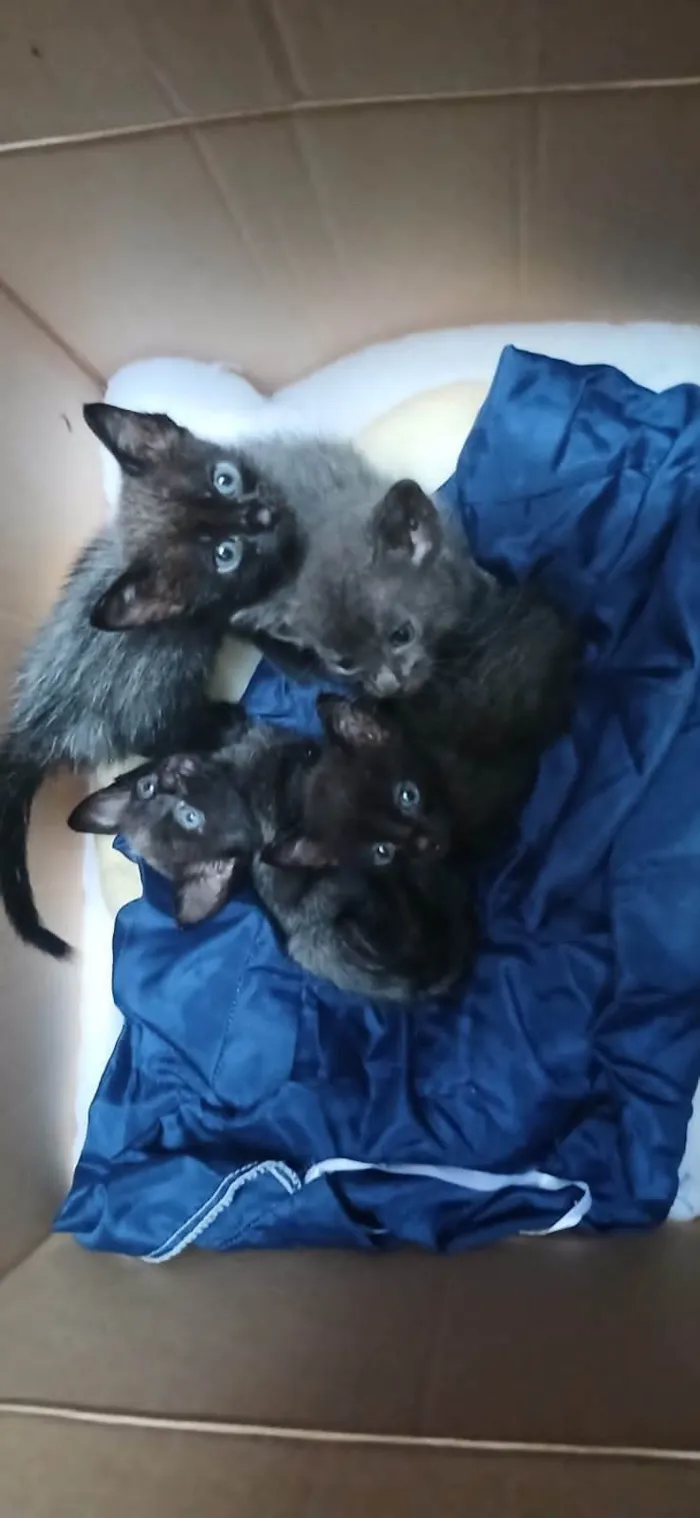 Gato ra a Exótico idade 1 ano nome RENATA DO NASCIMENTO RODRIGUES