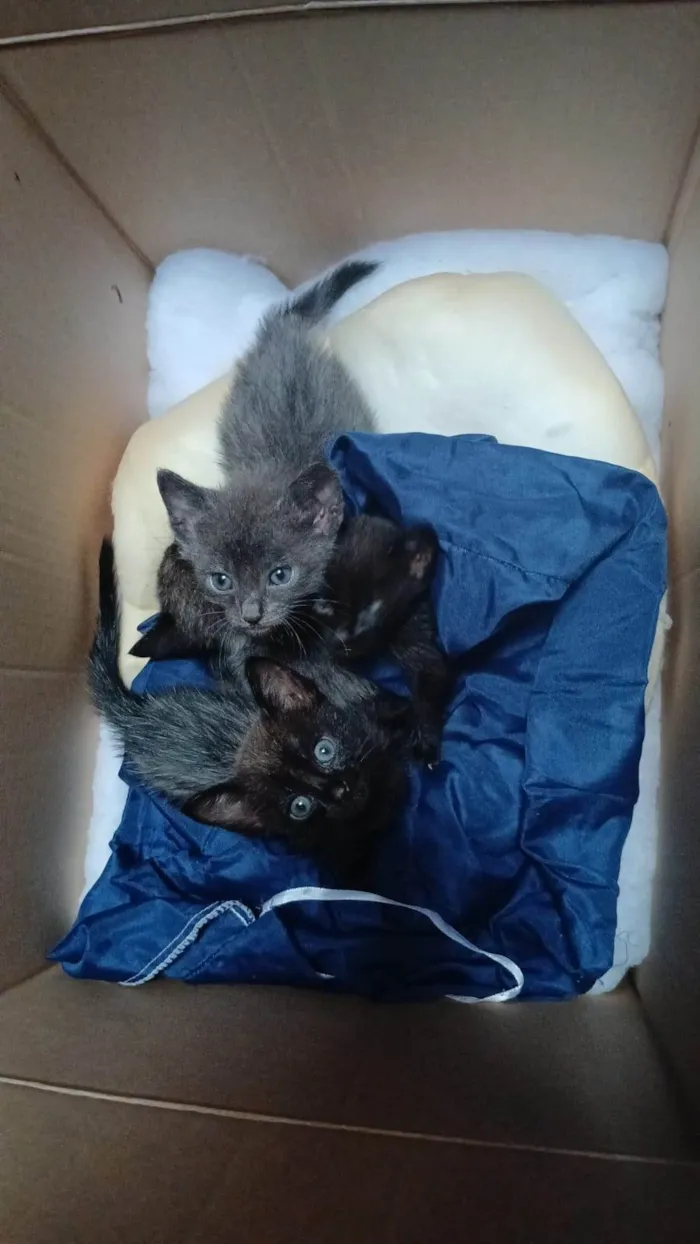 Gato ra a Exótico idade 1 ano nome RENATA DO NASCIMENTO RODRIGUES