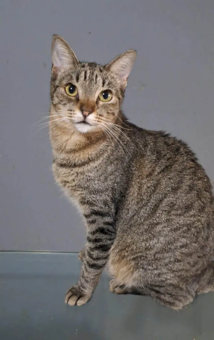 Gato ra a SRD-ViraLata idade 2 anos nome Laurinha