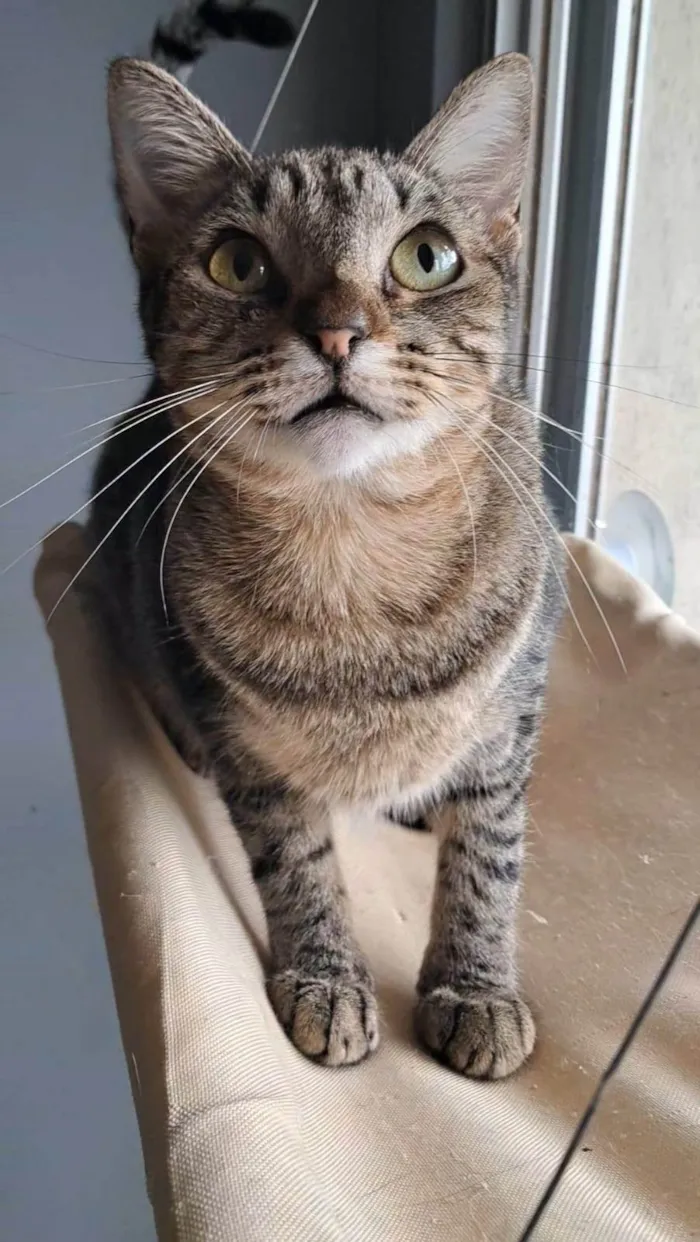 Gato ra a SRD-ViraLata idade 2 anos nome Laurinha