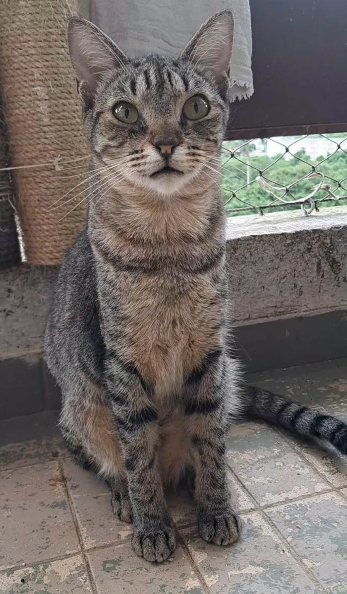 Gato ra a SRD-ViraLata idade 2 anos nome Laurinha