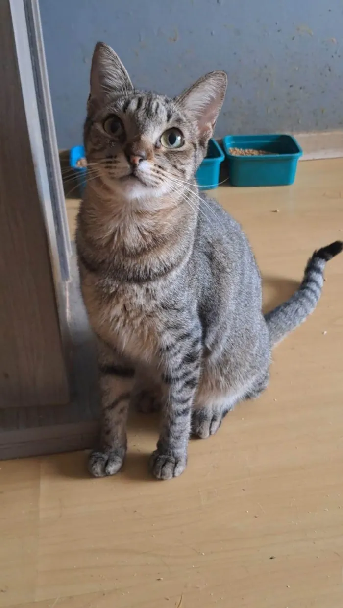Gato ra a SRD-ViraLata idade 2 anos nome Laurinha