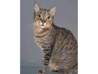 Gato raça SRD-ViraLata idade 2 anos nome Laurinha