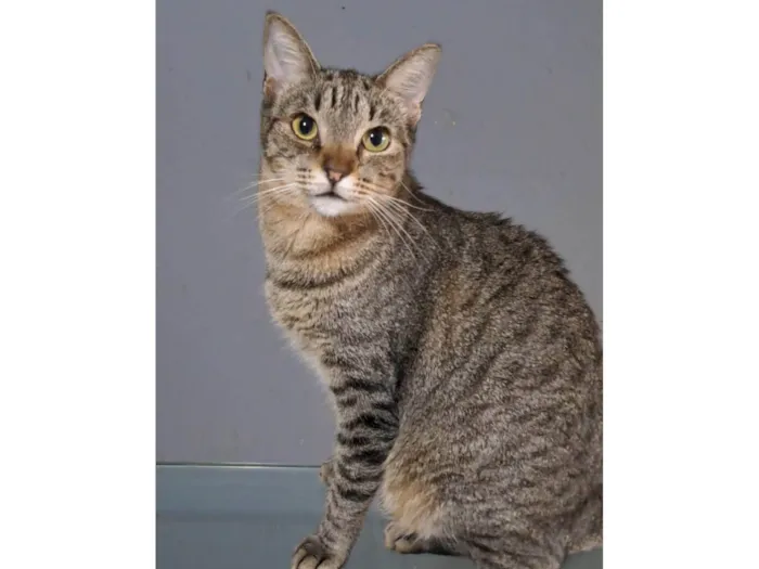 Gato ra a SRD-ViraLata idade 2 anos nome Laurinha