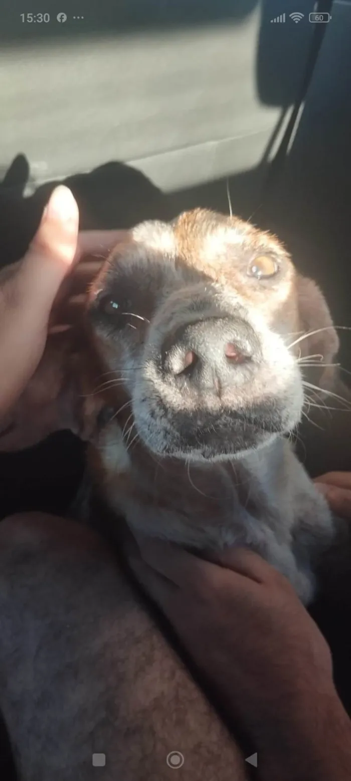 Cachorro ra a SRD-ViraLata idade 6 ou mais anos nome Fein