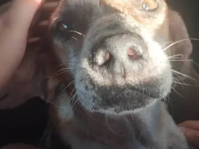 Cachorro raça SRD-ViraLata idade 6 ou mais anos nome Fein