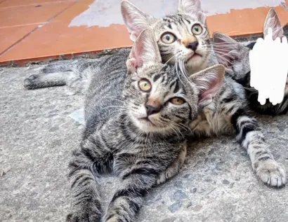 Gato raça SRD-ViraLata idade 2 a 6 meses nome Bob e Mel
