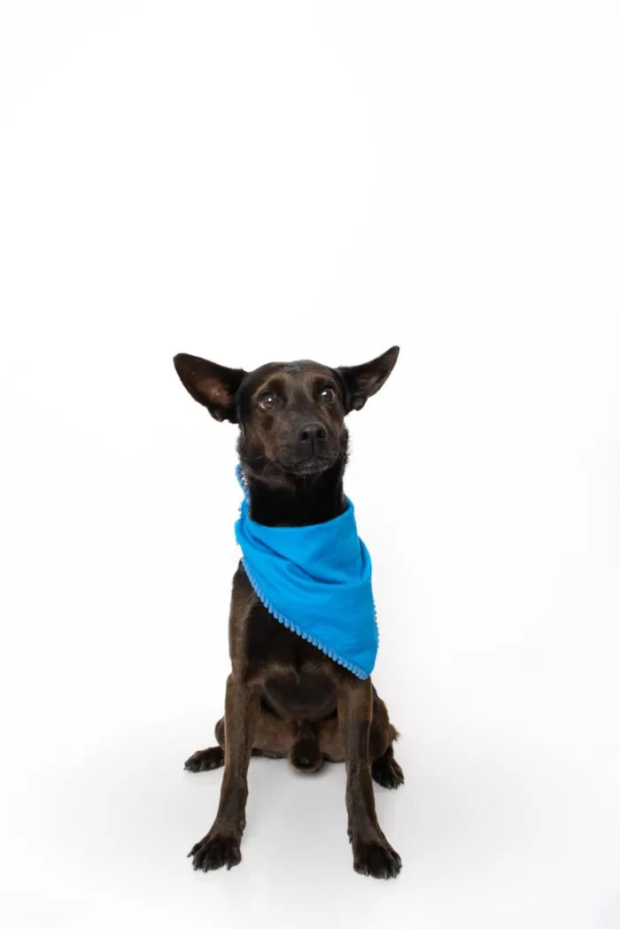 Cachorro ra a SRD-ViraLata idade 2 anos nome Odin