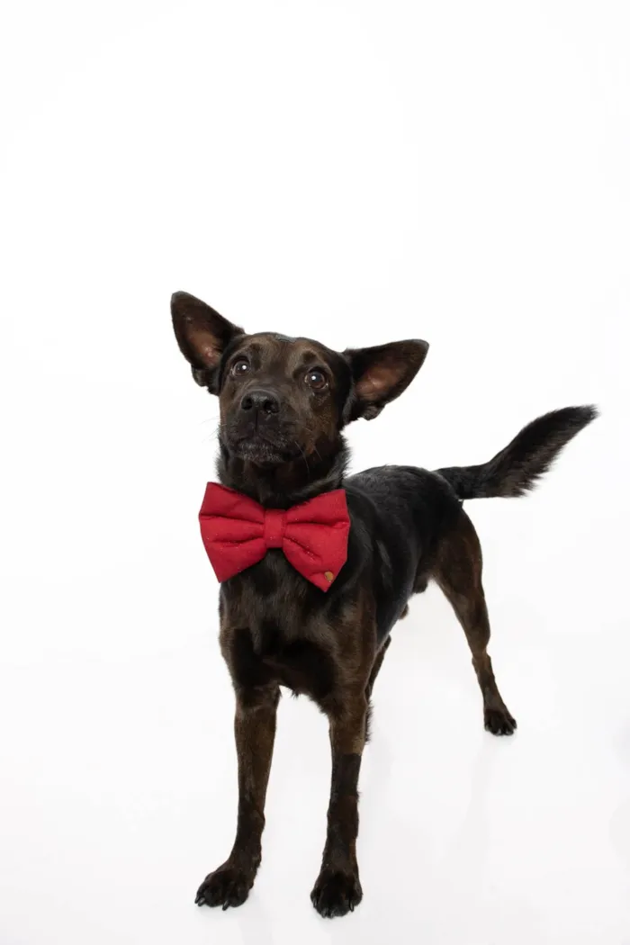 Cachorro ra a SRD-ViraLata idade 2 anos nome Odin