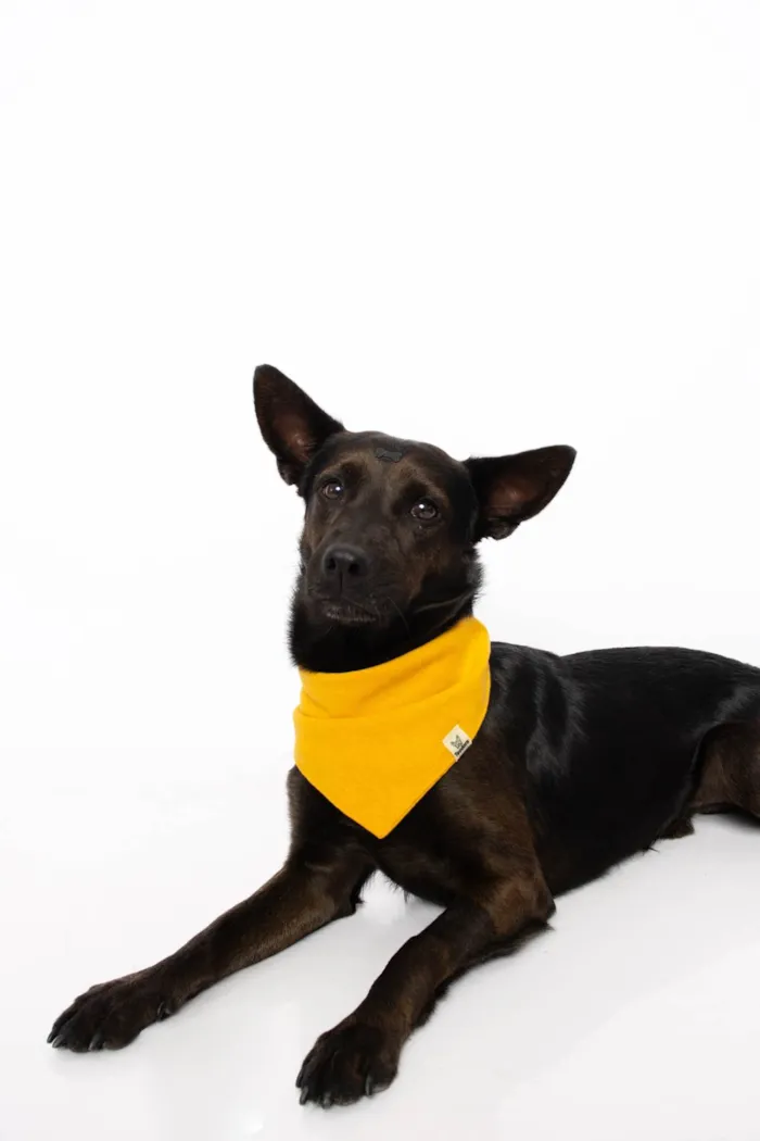 Cachorro ra a SRD-ViraLata idade 2 anos nome Odin