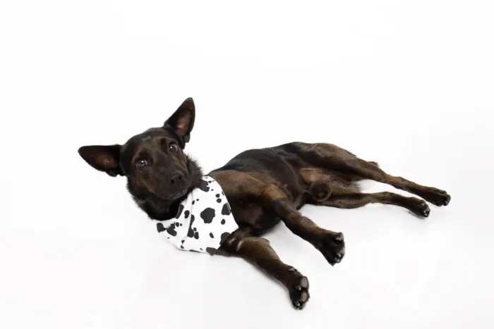 Cachorro ra a SRD-ViraLata idade 2 anos nome Odin