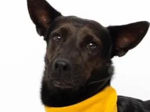 Cachorro raça SRD-ViraLata idade 2 anos nome Odin