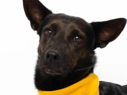 Cachorro raça SRD-ViraLata idade 2 anos nome Odin