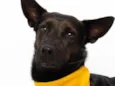 Odin