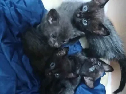 Gato raça Exótico idade 1 ano nome RENATA DO NASCIMENTO RODRIGUES