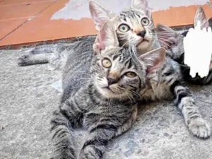 Gato raça SRD-ViraLata idade 2 a 6 meses nome Bob e Mel