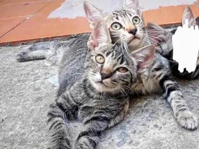 Gato raça SRD-ViraLata idade 2 a 6 meses nome Bob e Mel