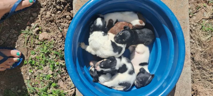 Cachorro ra a SRD-ViraLata idade Abaixo de 2 meses nome Filhotes 
