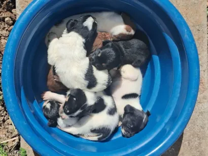 Cachorro raça SRD-ViraLata idade Abaixo de 2 meses nome Filhotes 