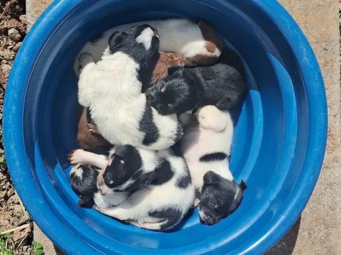 Cachorro ra a SRD-ViraLata idade Abaixo de 2 meses nome Filhotes 
