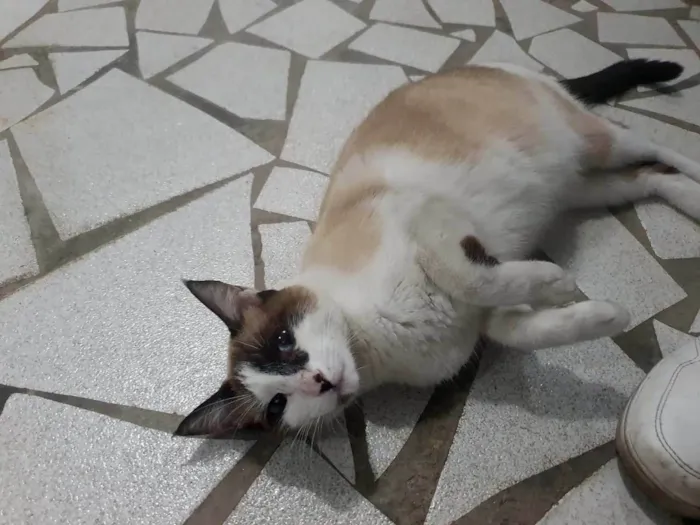 Gato ra a SRD-ViraLata idade 7 a 11 meses nome Penny