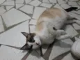 Penny