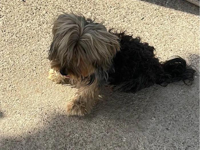 Cachorro ra a Yorkshire idade 4 anos nome Bob