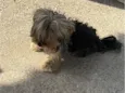 Bob