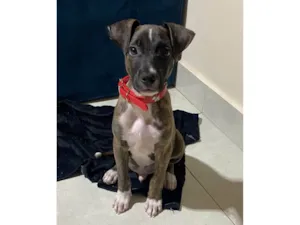 Cachorro raça SRD-ViraLata idade 2 a 6 meses nome Oreo