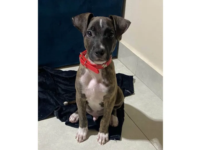Cachorro ra a SRD-ViraLata idade 2 a 6 meses nome Oreo