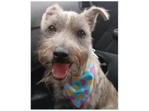 Cachorro raça SRD-ViraLata idade 7 a 11 meses nome Ayla