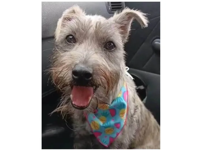 Cachorro ra a SRD-ViraLata idade 7 a 11 meses nome Ayla