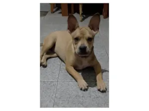Cachorro raça SRD-ViraLata idade 7 a 11 meses nome Tom