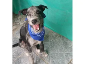 Cachorro raça SRD-ViraLata idade 7 a 11 meses nome Juca