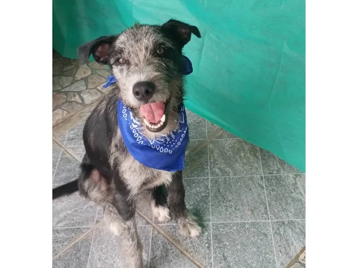 Cachorro ra a SRD-ViraLata idade 7 a 11 meses nome Juca