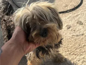 Cachorro raça Yorkshire idade 4 anos nome Bob
