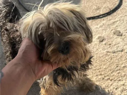 Cachorro raça Yorkshire idade 4 anos nome Bob