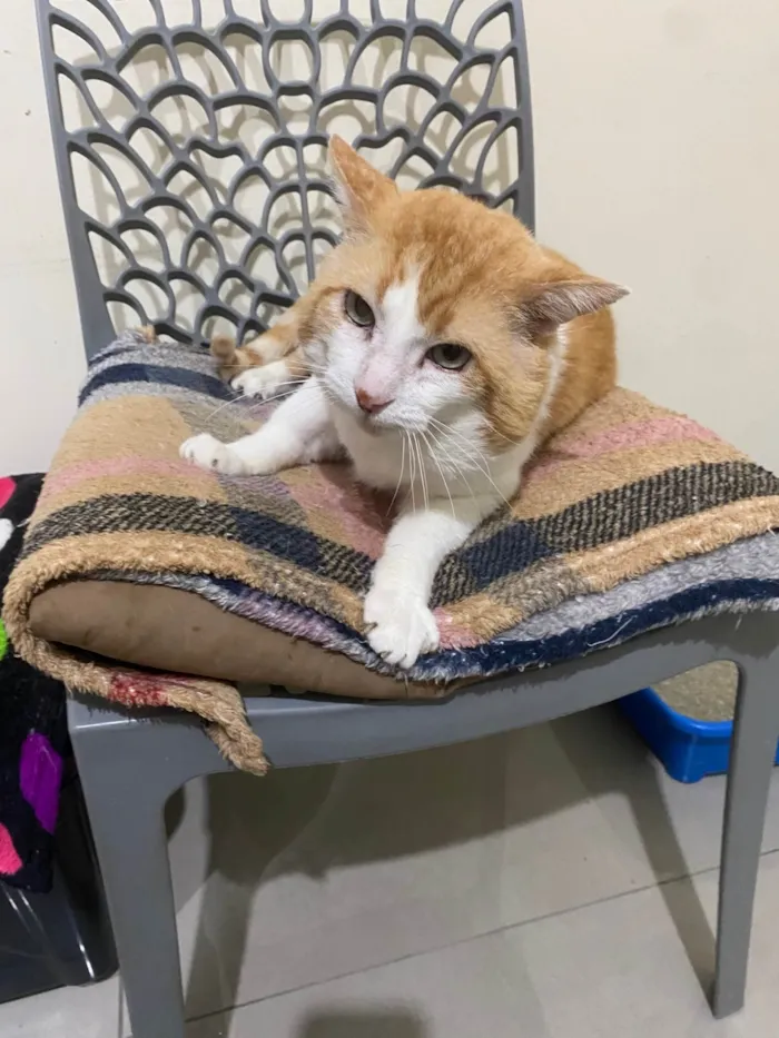 Gato ra a SRD-ViraLata idade 4 anos nome Leporino