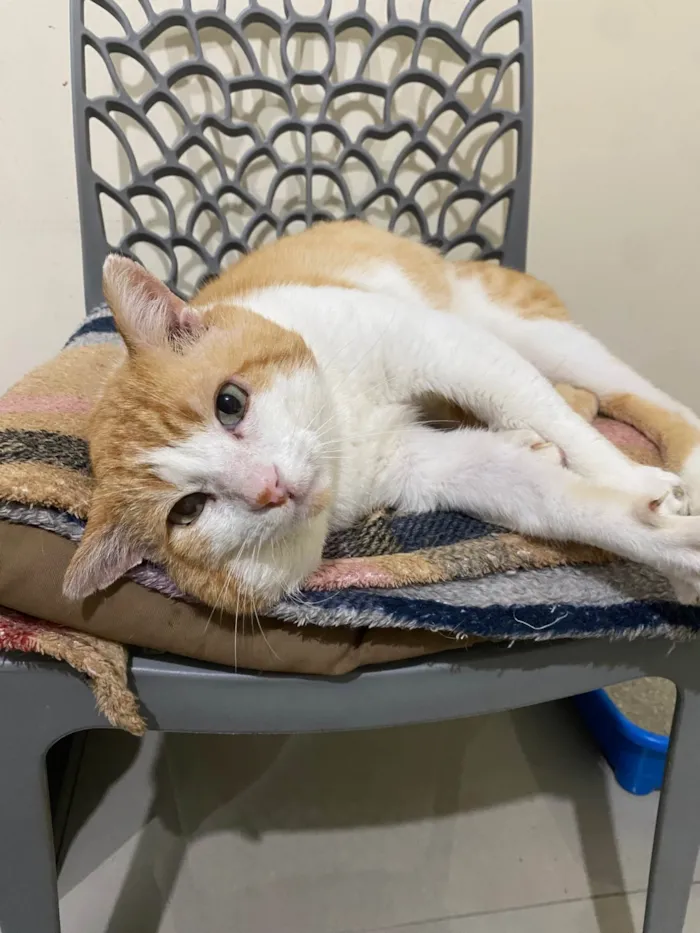 Gato ra a SRD-ViraLata idade 4 anos nome Leporino